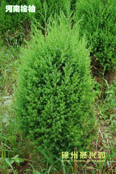 ../Images/河南桧柏6.JPG