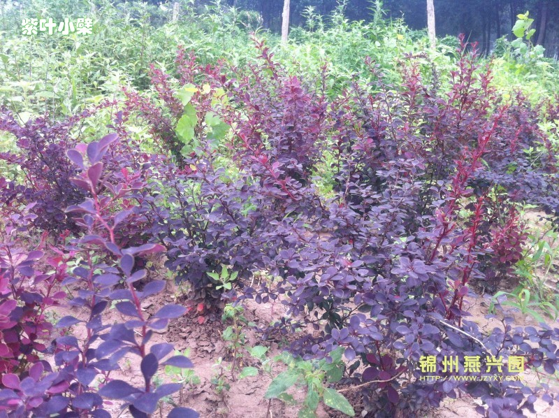 ../Images/紫叶小檗6.jpg